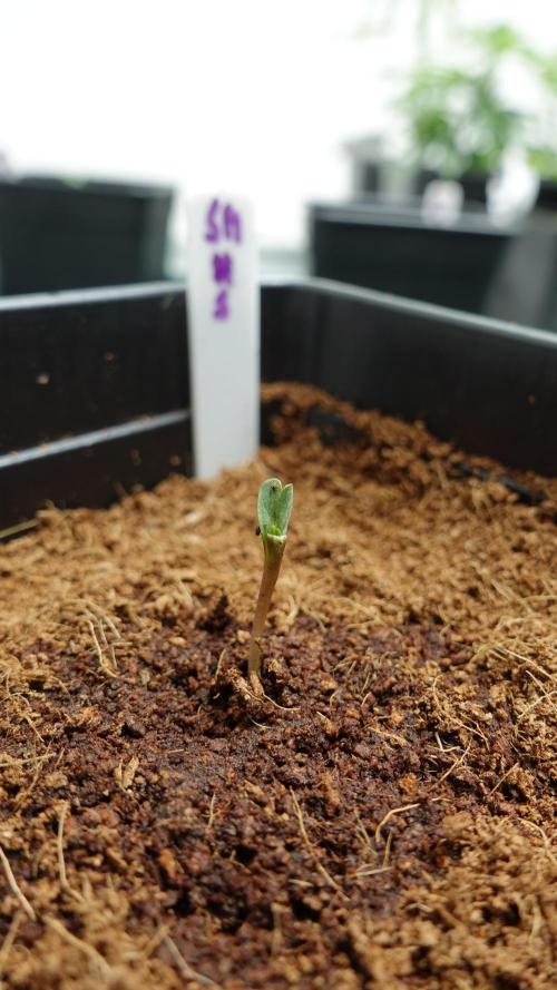 Spanish Moon by West Side Growth. Week 1