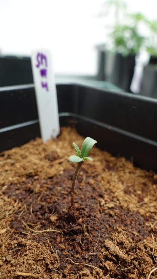 Spanish Moon by West Side Growth. Week 1