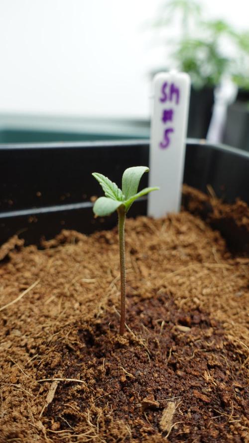 Spanish Moon by West Side Growth. Week 1