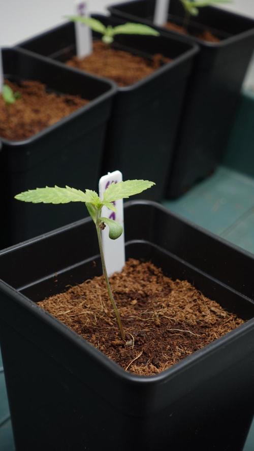 Spanish Moon by West Side Growth. Week 1 - SM#1 D7