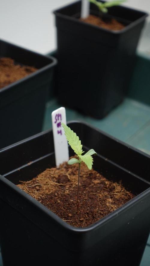 Spanish Moon by West Side Growth. Week 1 - SM#4 D7