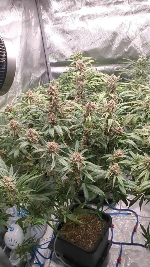 Slimer got the Blues