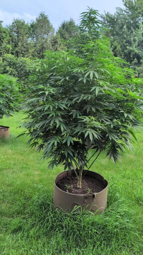 OG Kush Outdoor
