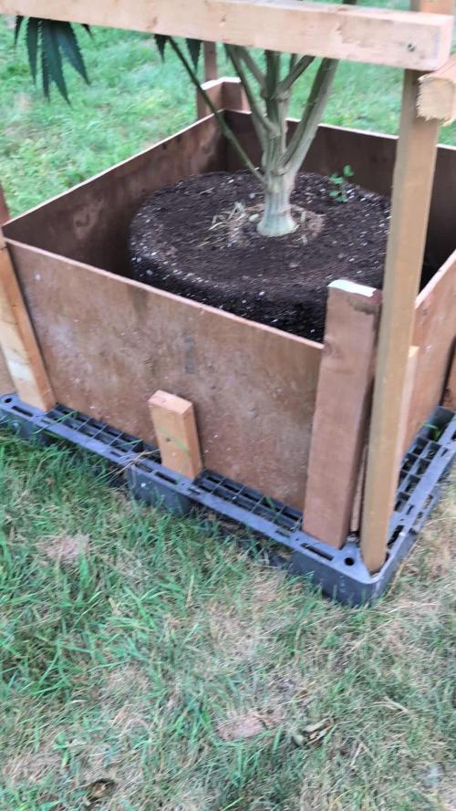 OG Kush Outdoor