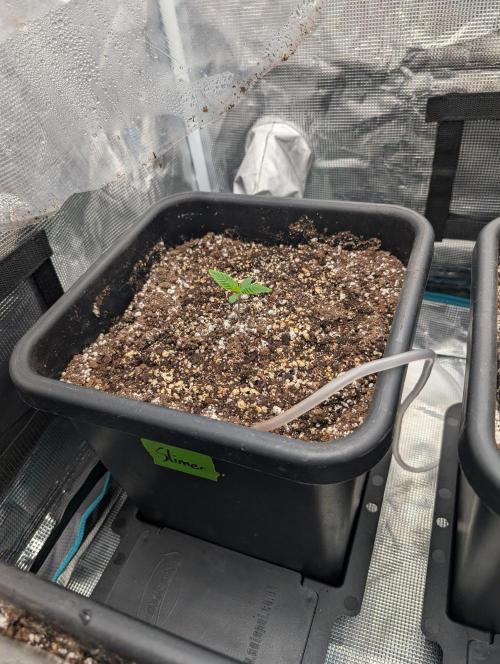 Slimer Round 3. Week 0