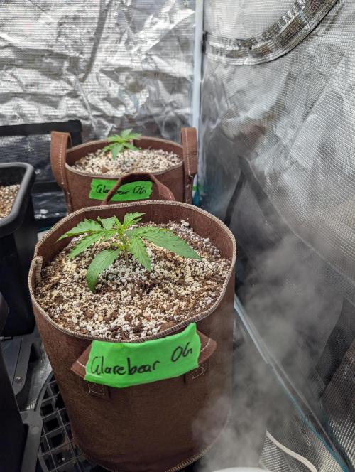 Caring for Angry Bears. Week 1