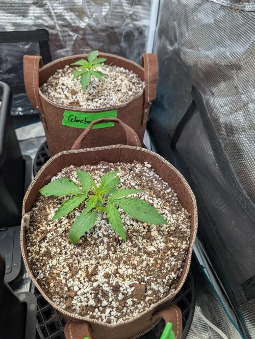 Caring for Angry Bears. Week 1