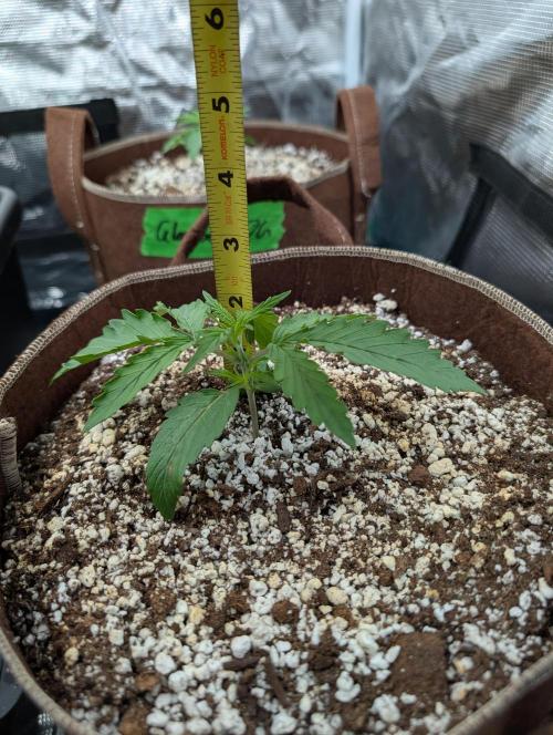 Caring for Angry Bears. Week 1