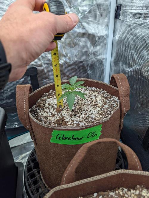 Caring for Angry Bears. Week 1