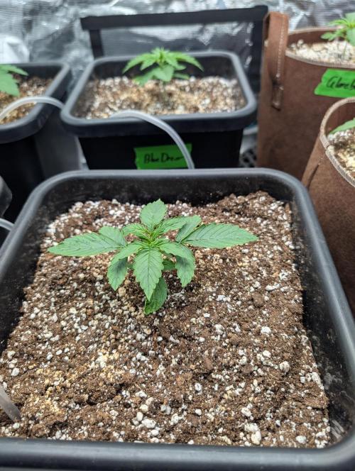 Dreaming in Colour. Week 1