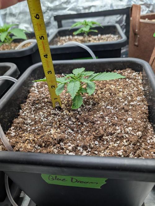 Dreaming in Colour. Week 1