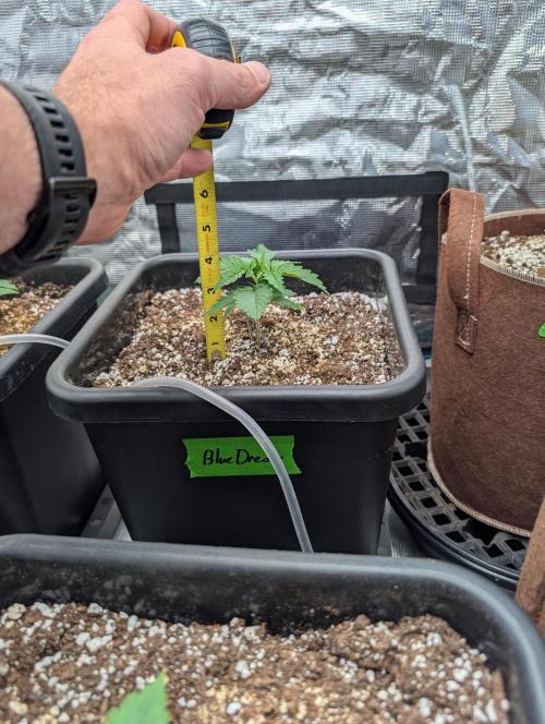 Dreaming in Colour. Week 1