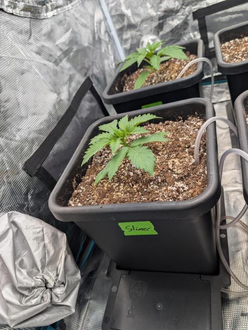 Slimer Round 3. Week 1