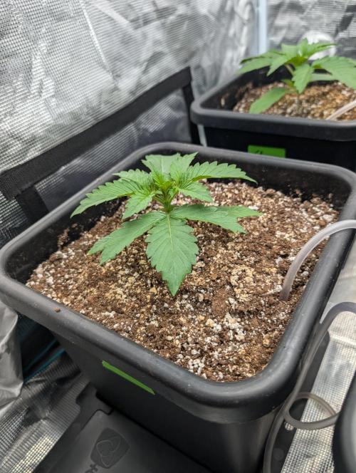 Slimer Round 3. Week 1