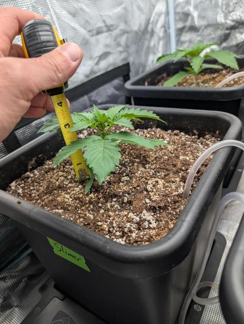 Slimer Round 3. Week 1