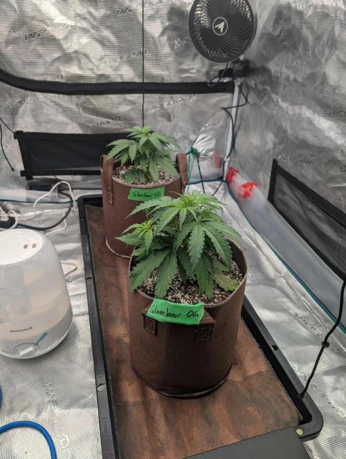 Caring for Angry Bears. Week 2