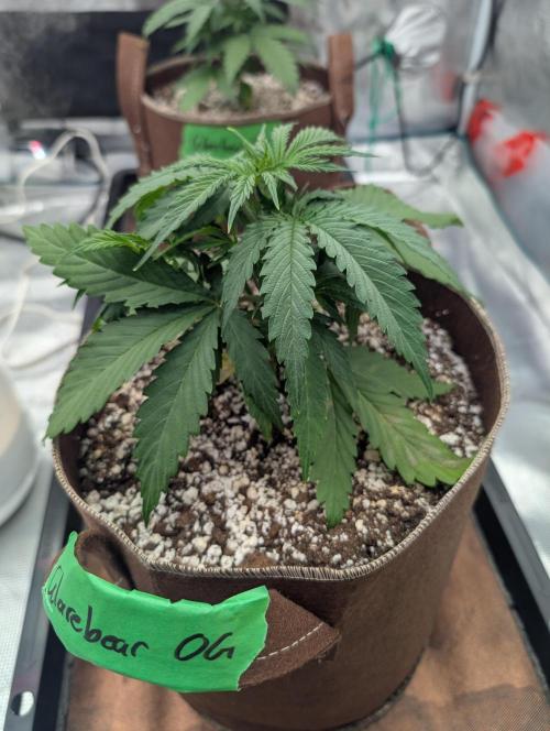 Caring for Angry Bears. Week 2