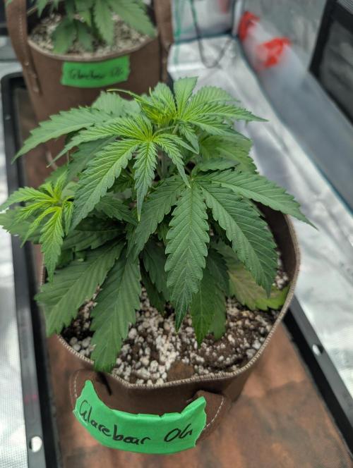 Caring for Angry Bears. Week 2