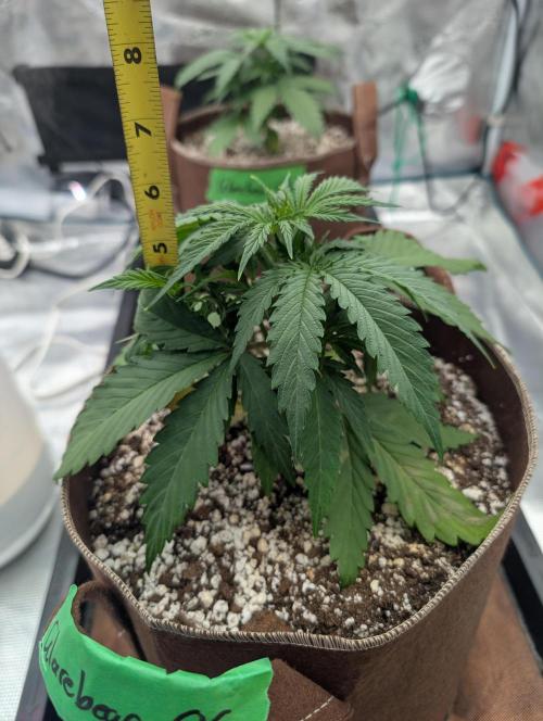 Caring for Angry Bears. Week 2