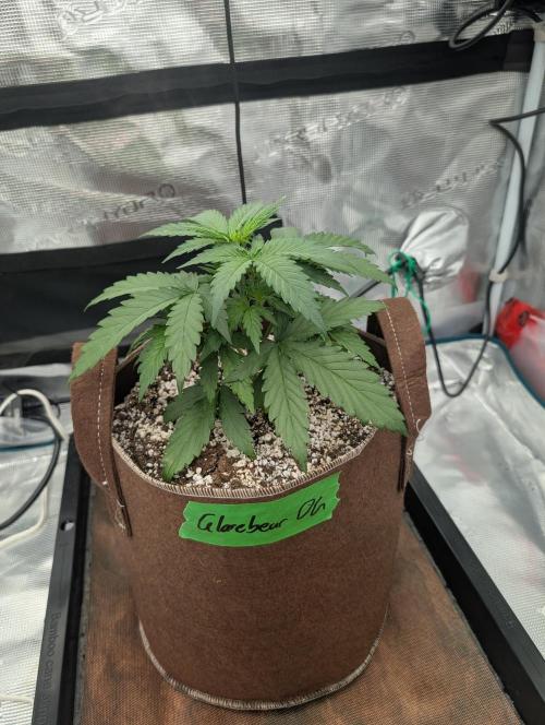 Caring for Angry Bears. Week 2