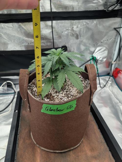 Caring for Angry Bears. Week 2