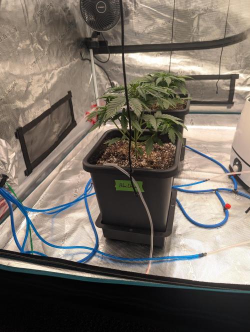 Dreaming in Colour. Week 2