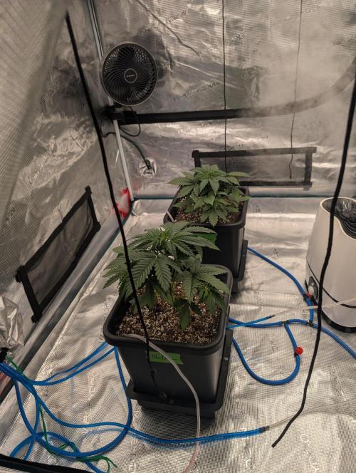 Dreaming in Colour. Week 2