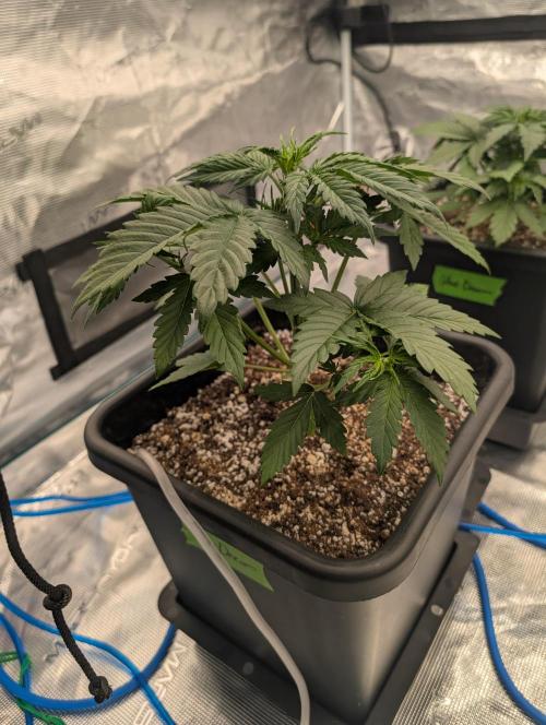 Dreaming in Colour. Week 2