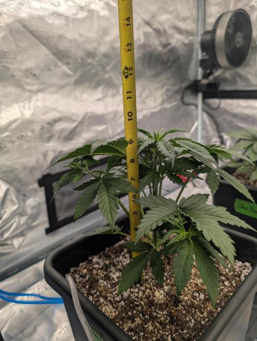 Dreaming in Colour. Week 2