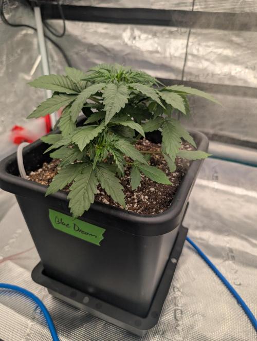 Dreaming in Colour. Week 2