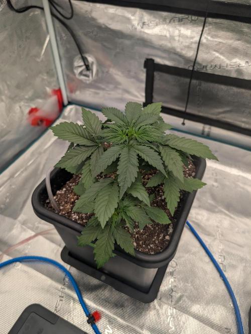 Dreaming in Colour. Week 2