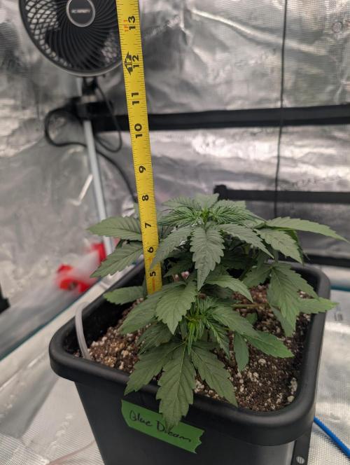 Dreaming in Colour. Week 2