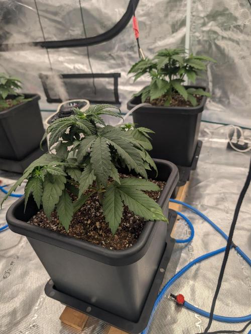 Slimer Round 3. Week 2