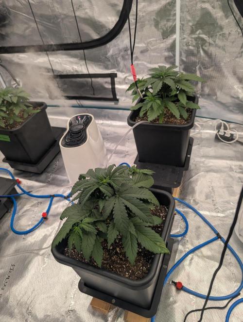 Slimer Round 3. Week 2