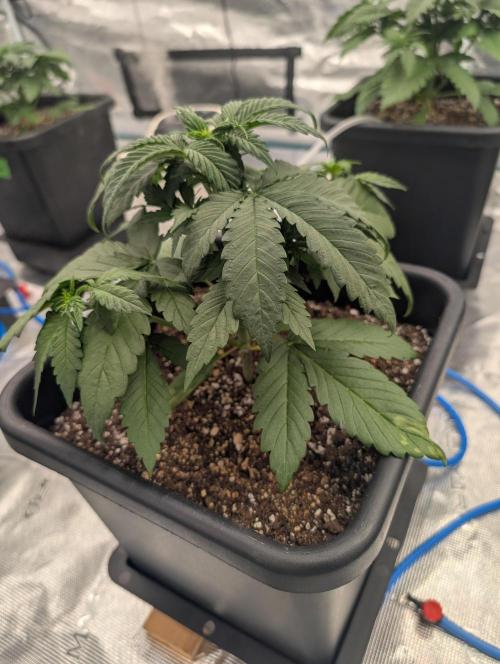 Slimer Round 3. Week 2