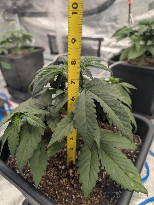 Slimer Round 3. Week 2