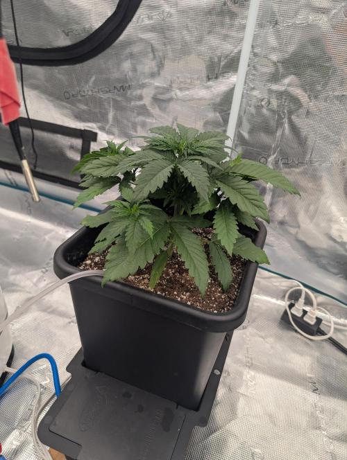 Slimer Round 3. Week 2