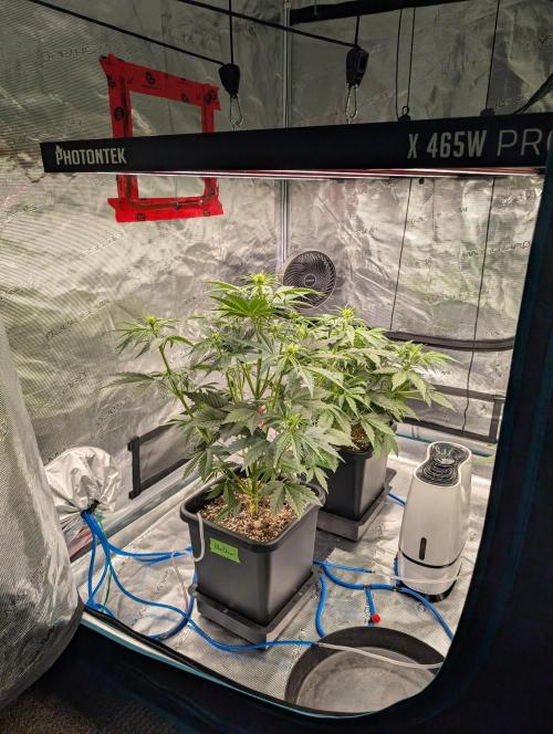 Dreaming in Colour. Week 3