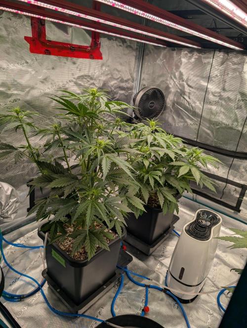 Dreaming in Colour. Week 3