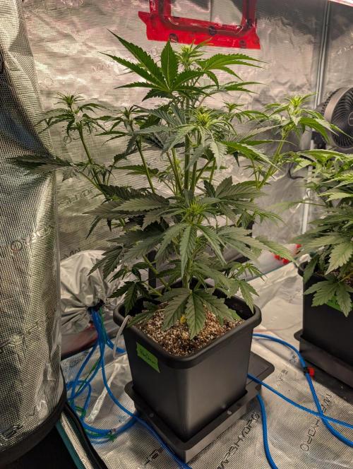 Dreaming in Colour. Week 3