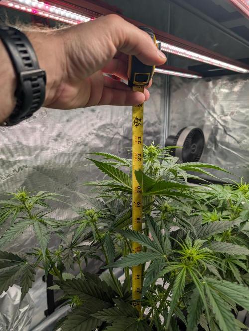 Dreaming in Colour. Week 3