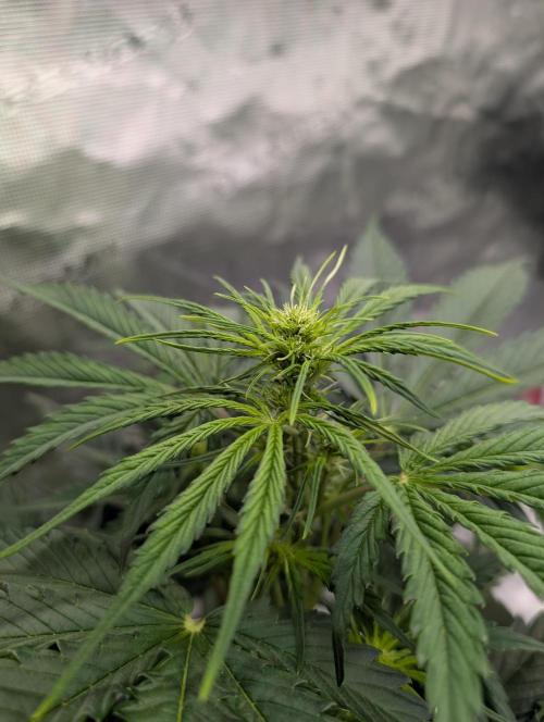 Dreaming in Colour. Week 3