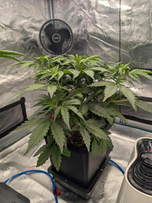 Dreaming in Colour. Week 3