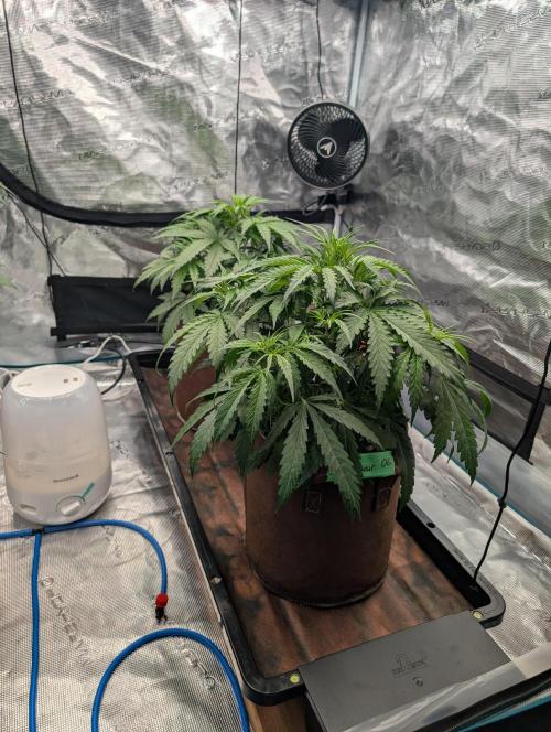 Caring for Angry Bears. Week 3