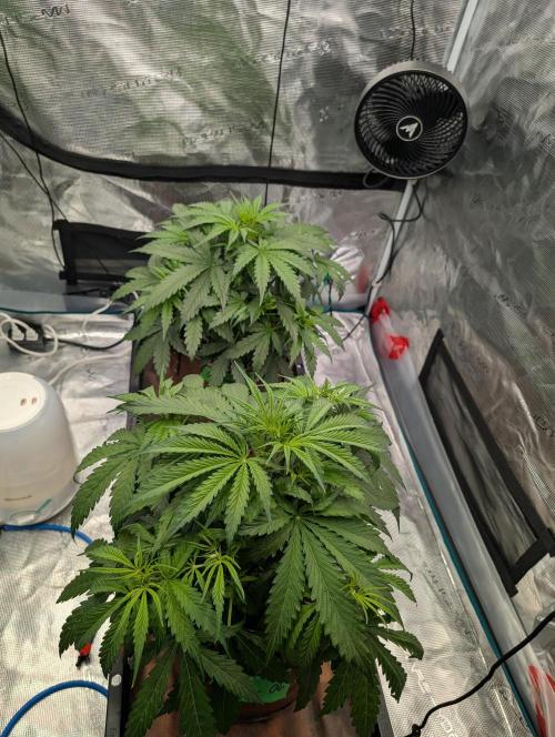 Caring for Angry Bears. Week 3