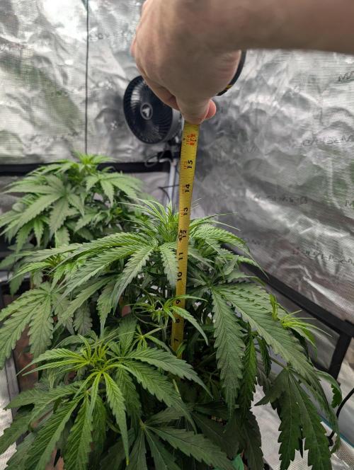 Caring for Angry Bears. Week 3