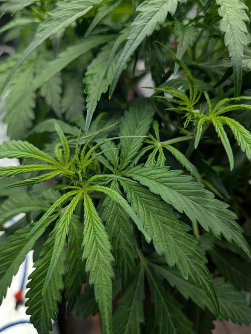 Caring for Angry Bears. Week 3