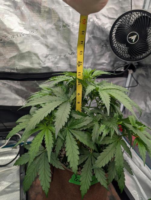 Caring for Angry Bears. Week 3