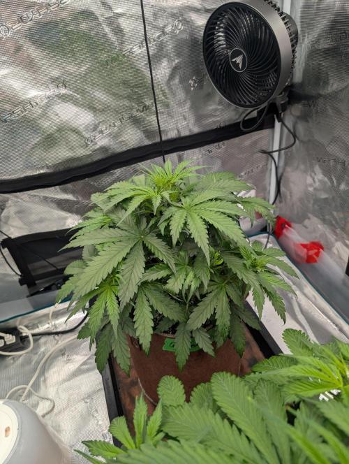 Caring for Angry Bears. Week 3