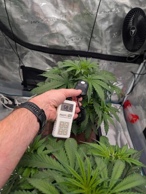 Caring for Angry Bears. Week 3